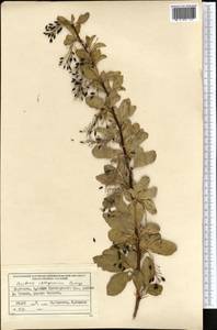 Paeonia intermedia, Middle Asia, Western Tian Shan & Karatau (M3) (Kyrgyzstan)