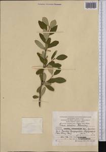 Prunus incana (Pall.) Steven, Middle Asia, Kopet Dag, Badkhyz, Small & Great Balkhan (M1) (Turkmenistan)