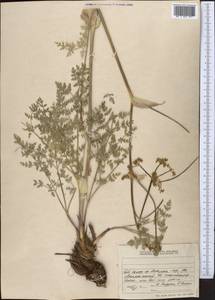 Ferula kelleri Koso-Pol., Middle Asia, Northern & Central Tian Shan (M4) (Kazakhstan)