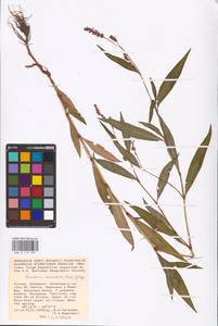 Persicaria maculosa Gray, Eastern Europe, Lower Volga region (E9) (Russia)