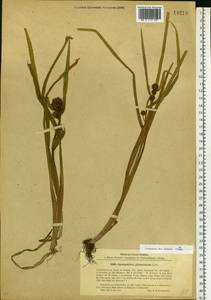 Sparganium glomeratum (Laest. ex Beurl.) Beurl., Eastern Europe, North-Western region (E2) (Russia)