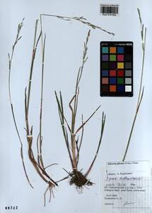 Glyceria notata Chevall., Siberia, Altai & Sayany Mountains (S2) (Russia)