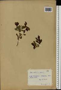 Salix aurita × starkeana, Eastern Europe, Volga-Kama region (E7) (Russia)