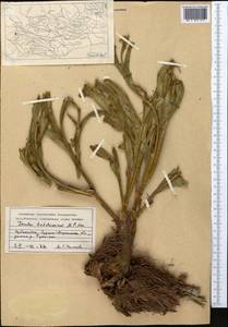 Ferula tadshikorum Pimenov, Middle Asia, Pamir & Pamiro-Alai (M2) (Tajikistan)