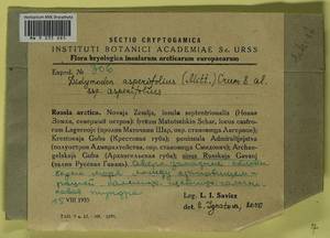 Husnotiella asperifolia (Mitt.) J.A. Jiménez & M.J. Cano, Bryophytes, Bryophytes - European North East (B7) (Russia)