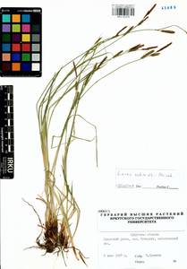 Carex schmidtii Meinsh., Siberia, Baikal & Transbaikal region (S4) (Russia)