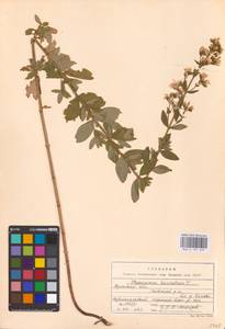 Hypericum hirsutum L., Eastern Europe, Central region (E4) (Russia)