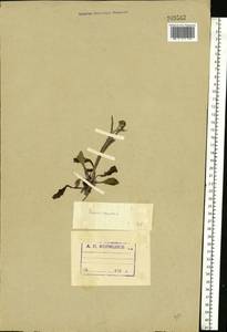 Tephroseris integrifolia (L.) Holub, Eastern Europe, Northern region (E1) (Russia)