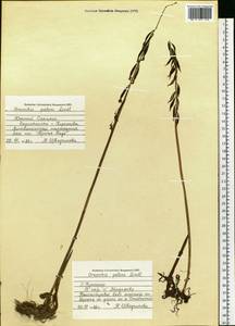 Oreorchis patens (Lindl.) Lindl., Siberia, Russian Far East (S6) (Russia)