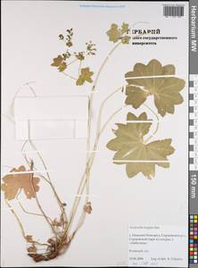 Alchemilla longipes Juz., Eastern Europe, Volga-Kama region (E7) (Russia)