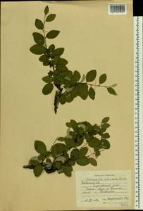 Cotoneaster alaunicus Golitsin, Eastern Europe, Central region (E4) (Russia)