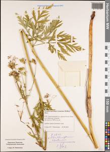 Eleutherospermum cicutarium (M. Bieb.) Boiss., Caucasus, Stavropol Krai, Karachay-Cherkessia & Kabardino-Balkaria (K1b) (Russia)