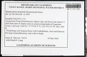 Metaneckera menziesii (Drumm.) Steere, Bryophytes, Bryophytes - America (BAm) (United States)