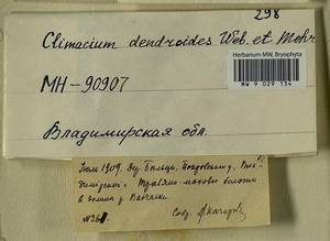 Climacium dendroides (Hedw.) F. Weber & D. Mohr, Bryophytes, Bryophytes - Middle Russia (B6) (Russia)