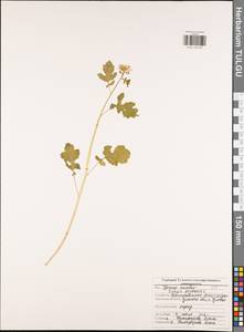 Rhamphospermum arvense (L.) Andrz. ex Besser, Eastern Europe, Central region (E4) (Russia)