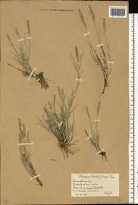 Aeluropus littoralis (Gouan) Parl., Eastern Europe, Lower Volga region (E9) (Russia)