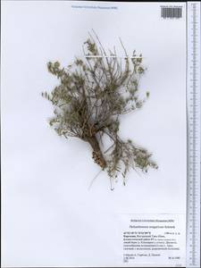 Helianthemum songaricum Schrenk, Middle Asia, Northern & Central Tian Shan (M4) (Kyrgyzstan)