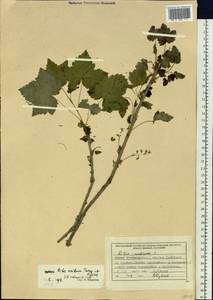 Ribes spicatum subsp. lapponicum Hyl., Siberia, Central Siberia (S3) (Russia)
