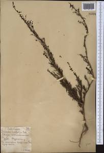 Suaeda linifolia Pall., Middle Asia, Northern & Central Kazakhstan (M10) (Kazakhstan)