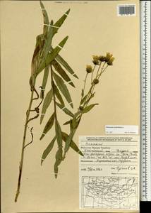 Hieracium umbellatum L., Mongolia (MONG) (Mongolia)