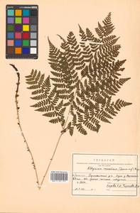 Diplazium sibiricum (Turcz. ex Kunze) Sa.Kurata, Siberia, Russian Far East (S6) (Russia)