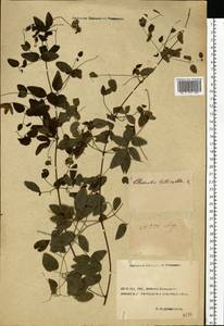 Clematis viticella L., Eastern Europe, Rostov Oblast (E12a) (Russia)