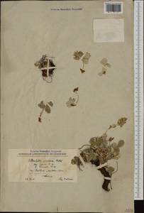 Potentilla speciosa Willd., Western Europe (EUR) (Albania)