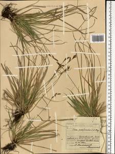 Carex pediformis C.A.Mey., Eastern Europe, Middle Volga region (E8) (Russia)