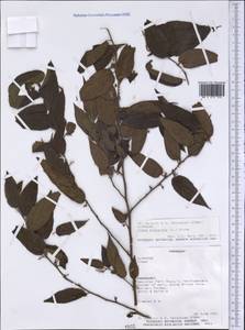 Trema micrantha (L.) Bl., America (AMER) (Paraguay)