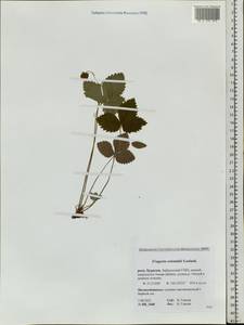 Fragaria orientalis Losinsk., Siberia, Baikal & Transbaikal region (S4) (Russia)