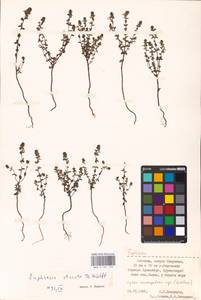 MHA 0 161 799, Euphrasia stricta J.P.Wolff ex J.F.Lehm., Eastern Europe, Estonia (E2c) (Estonia)