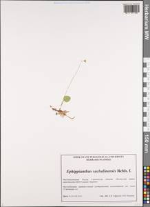 Ephippianthus sachalinensis Rchb.f., Siberia, Russian Far East (S6) (Russia)