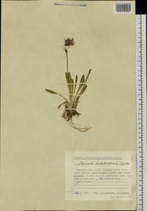 Primula tschuktschorum Kjellm., Siberia, Chukotka & Kamchatka (S7) (Russia)