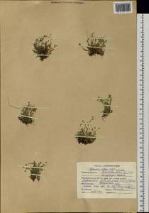 Sabulina verna subsp. verna, Siberia, Altai & Sayany Mountains (S2) (Russia)