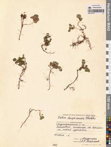 Salix darpirensis Jurtz. & A. Khokhr., Siberia, Chukotka & Kamchatka (S7) (Russia)