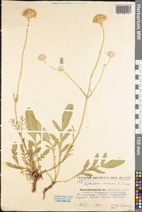 Cephalaria uralensis (Murray) Roem. & Schult., Eastern Europe, North Ukrainian region (E11) (Ukraine)