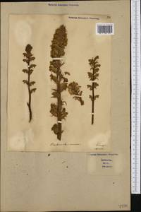 Orobanche minor Sm., Western Europe (EUR) (Italy)