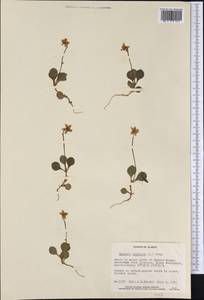 Moneses uniflora (L.) A. Gray, America (AMER) (United States)