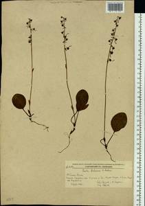 Pyrola dahurica (Andres) Kom., Siberia, Russian Far East (S6) (Russia)