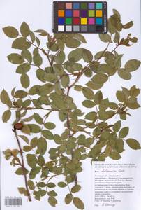 Rosa balsamica Besser, Eastern Europe, Rostov Oblast (E12a) (Russia)