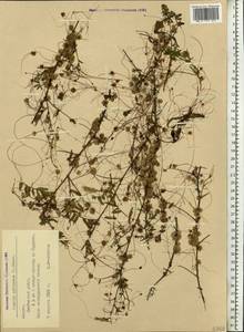 Cuscuta epithymum (L.) L., Eastern Europe, Latvia (E2b) (Latvia)