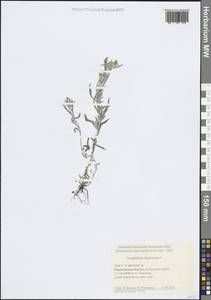 Gnaphalium uliginosum L., Eastern Europe, Central forest-and-steppe region (E6) (Russia)