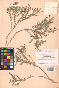 MHA 0 159 180, Linaria cretacea Fisch. ex Spreng., Eastern Europe, Lower Volga region (E9) (Russia)