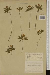 Anemone ranunculoides L., Western Europe (EUR) (Germany)