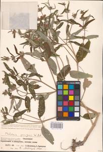 MHA 0 154 146, Phlomis herba-venti subsp. pungens (Willd.) Maire ex DeFilipps, Eastern Europe, Lower Volga region (E9) (Russia)