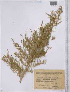 Nitrosalsola dendroides (Pall.) Theodorova, Middle Asia, Kopet Dag, Badkhyz, Small & Great Balkhan (M1) (Turkmenistan)