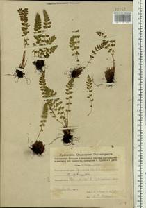 Woodsia ilvensis (L.) R. Br., Eastern Europe, Eastern region (E10) (Russia)
