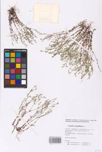 Arenaria serpyllifolia L., Eastern Europe, Eastern region (E10) (Russia)