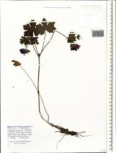 Geranium platypetalum Fisch. & C.A. Mey., Caucasus, Stavropol Krai, Karachay-Cherkessia & Kabardino-Balkaria (K1b) (Russia)