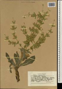 Salvia spinosa L., South Asia, South Asia (Asia outside ex-Soviet states and Mongolia) (ASIA) (Afghanistan)